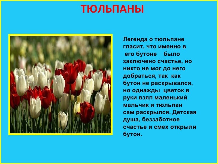 Про Цветок Интернет Магазин