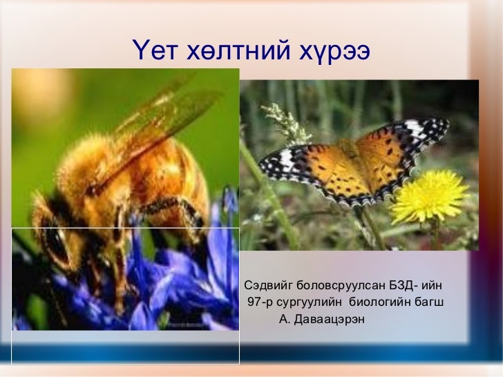 үет хөлтний хүрээ