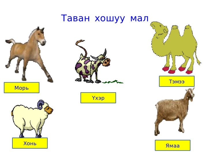 таван хошуу мал