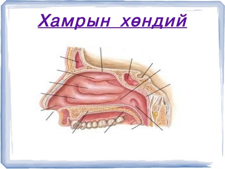 хамрын хөндий