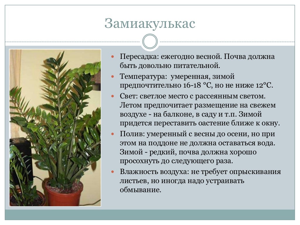 Замиокулькас Виды И Сорта Фото Названиями – Telegraph