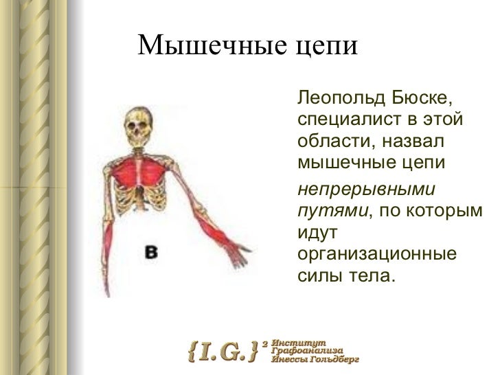 скачать леопольд бюске мышечные цепи