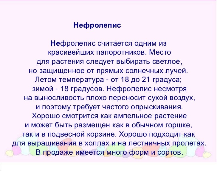 Нефролепис в горшке Нефролепис в горшке