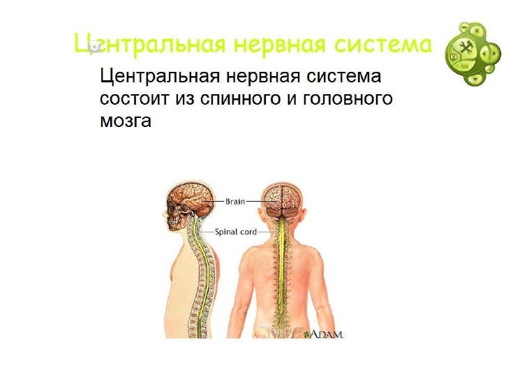 Как запястья сделать шире 407