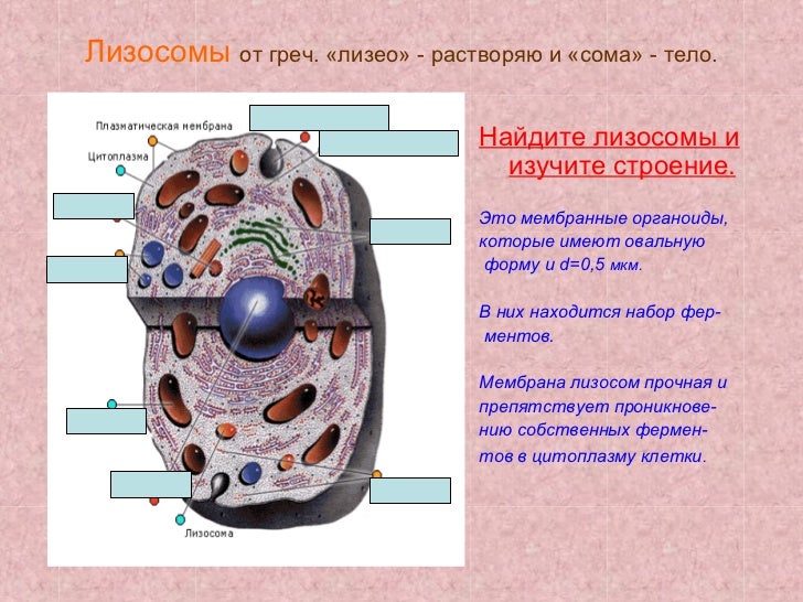 Лизосома фото