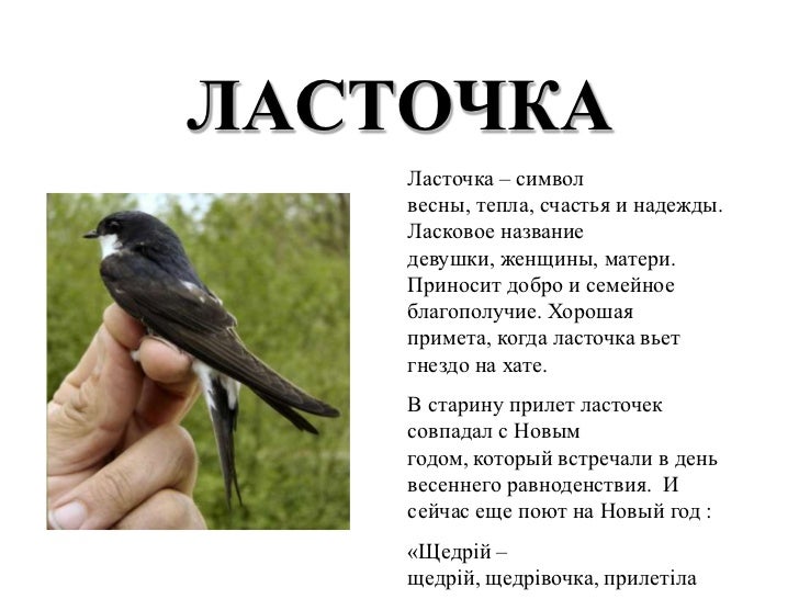 Мальчик рассказывает стих про ласточек Мальчик рассказывает стих про ласточек