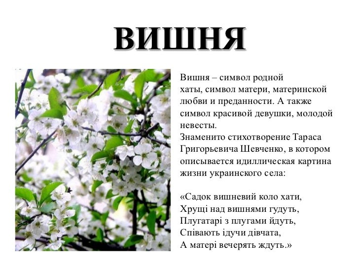 Посадил вишню стих Посадил вишню стих