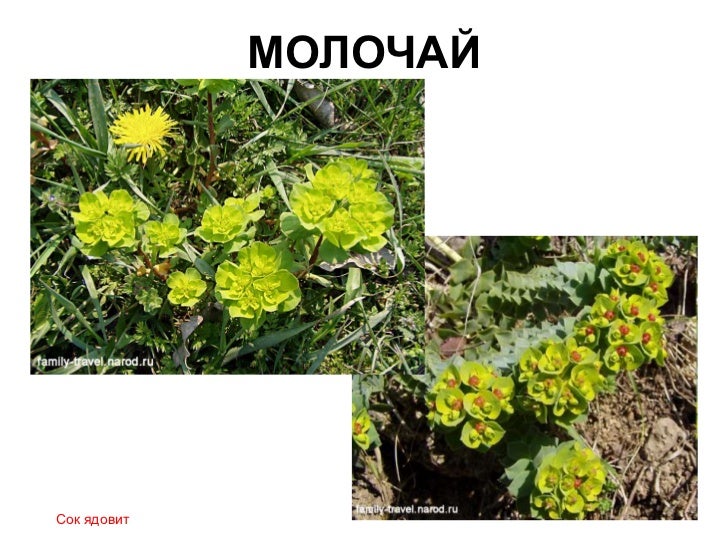 У него ядовитые семена У него ядовитые семена