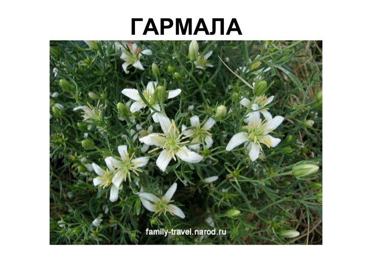 У него ядовитые семена У него ядовитые семена