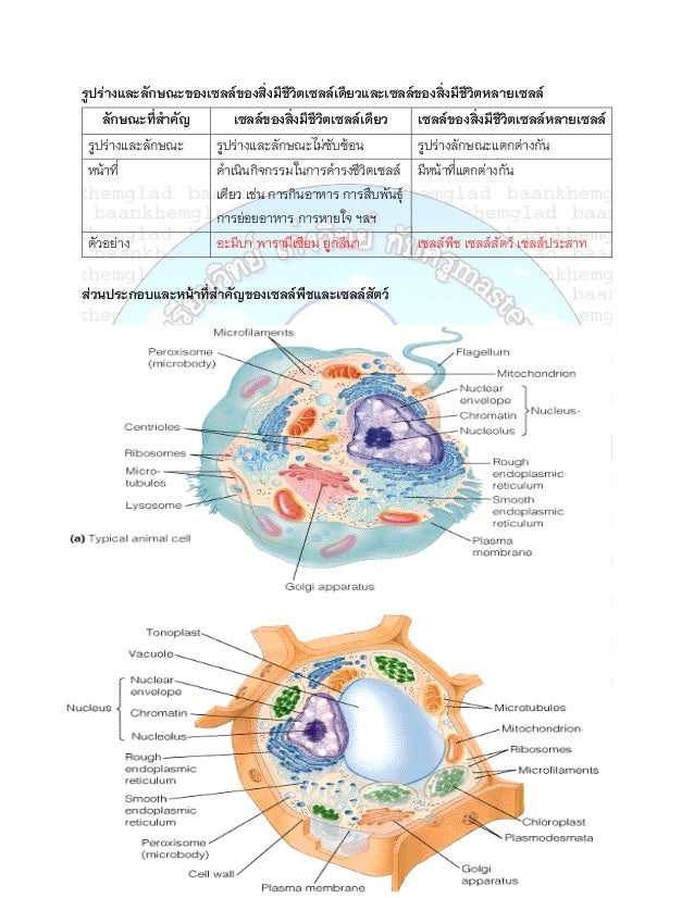 Cell organelles picture
