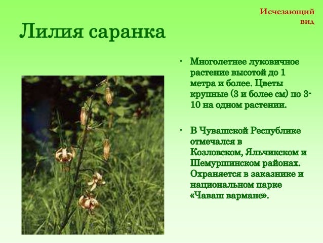 Цветок стелющийся фиолетовый Цветок стелющийся фиолетовый