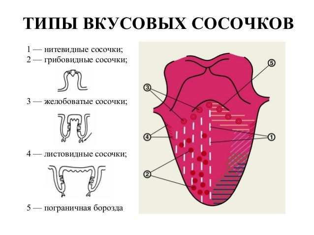 Вкусовой рецептор схема Вкусовой рецептор схема