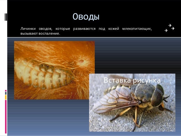 Модные короткие стрижки боб-каре и прически на Мир женщины
