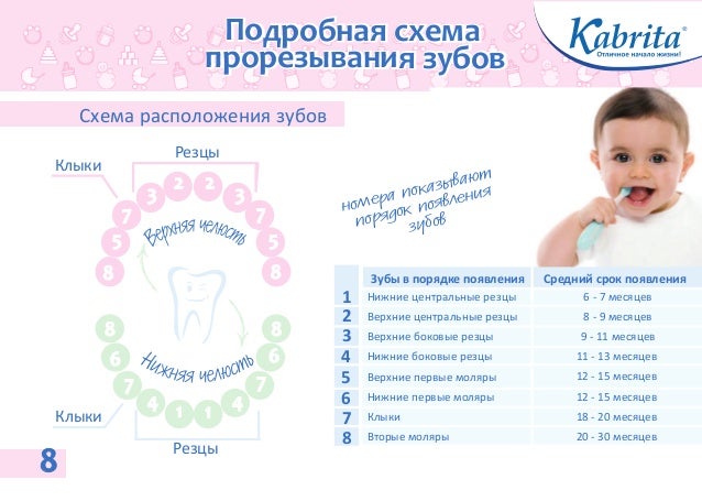 Как вводить прикорм при прорезывании зубов