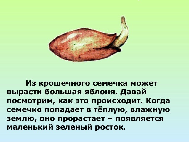 Цикламен как вырасти семена Цикламен как вырасти семена