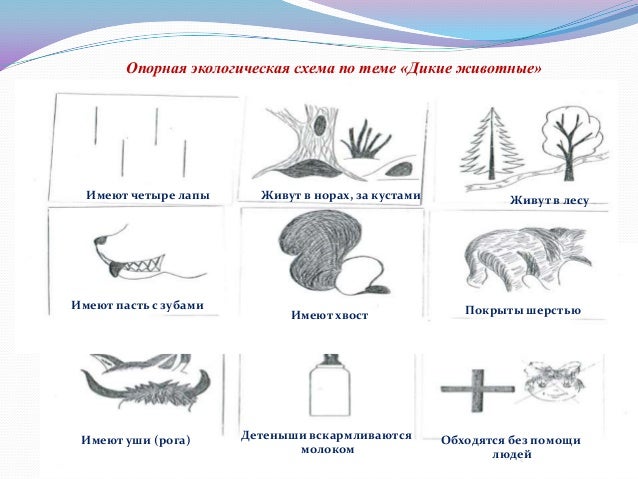 Описание животных по схемам Описание животных по схемам