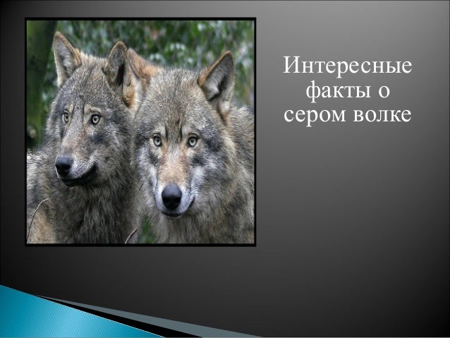 Как сделать из волка большого Как сделать из волка большого