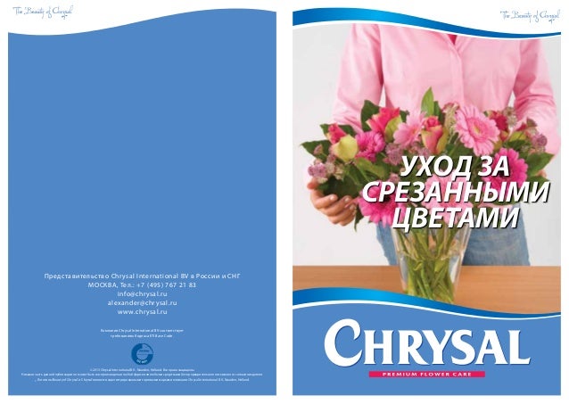 Chrysal Clear       -  6