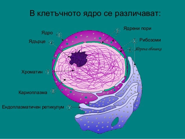 клетъчно ядро