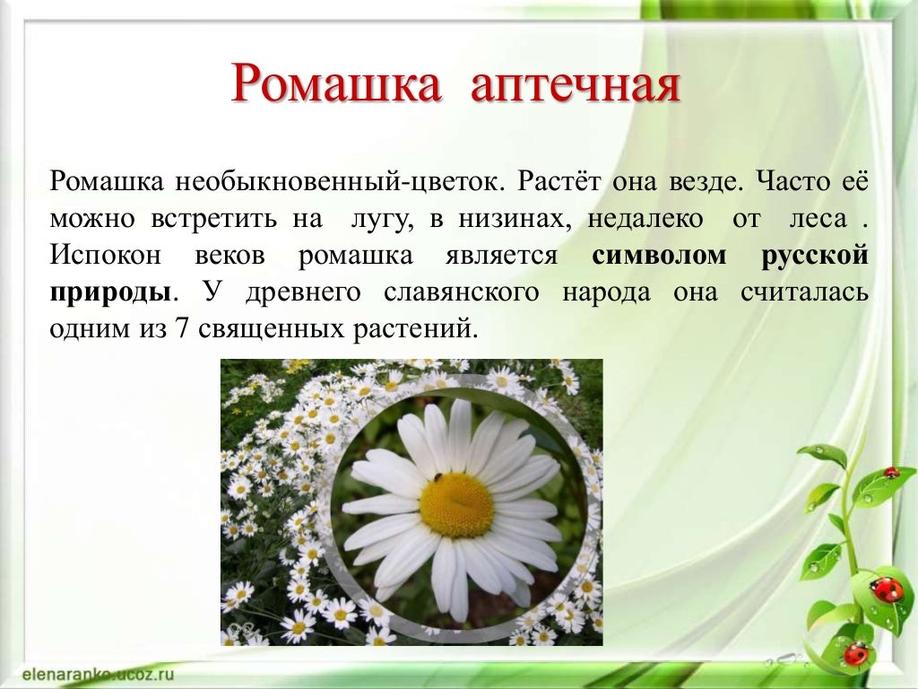 Аптека Ромашка В Тюмени Адрес