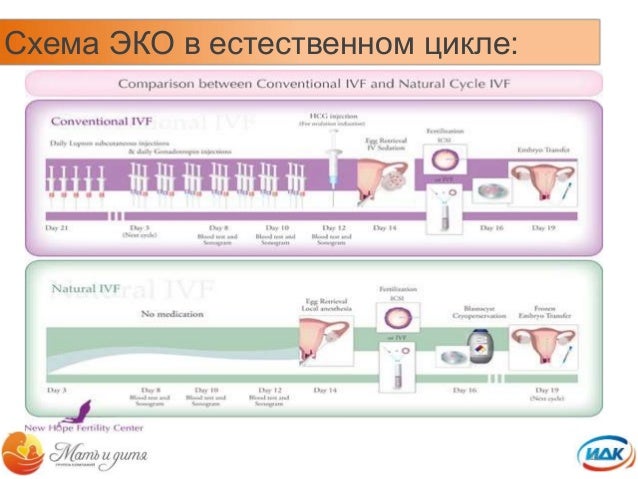 Стимуляция гоналом схема эко Стимуляция гоналом схема эко