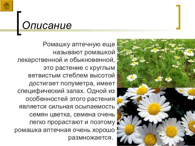 Проект про ромашку 3 класс