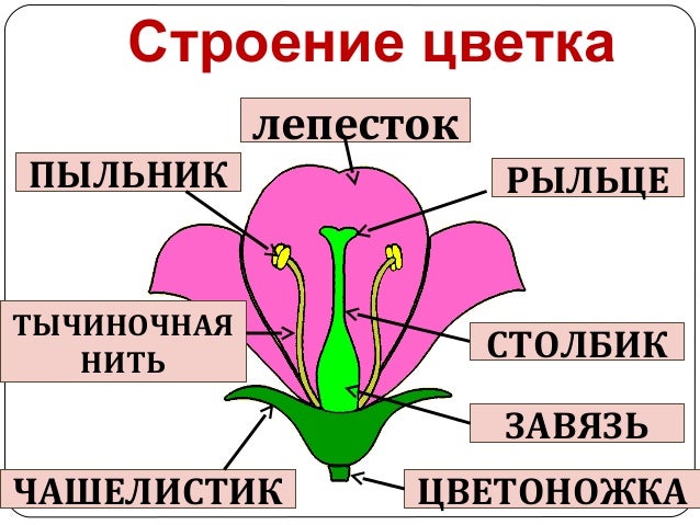 Схема строение цветка мужского Схема строение цветка мужского