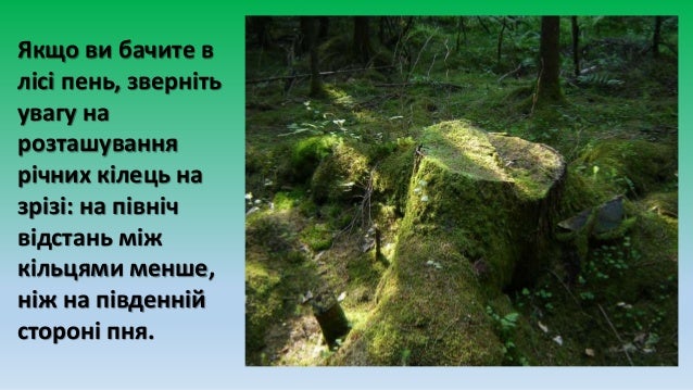 Картинки по запросу в лісі орієнтир по чому