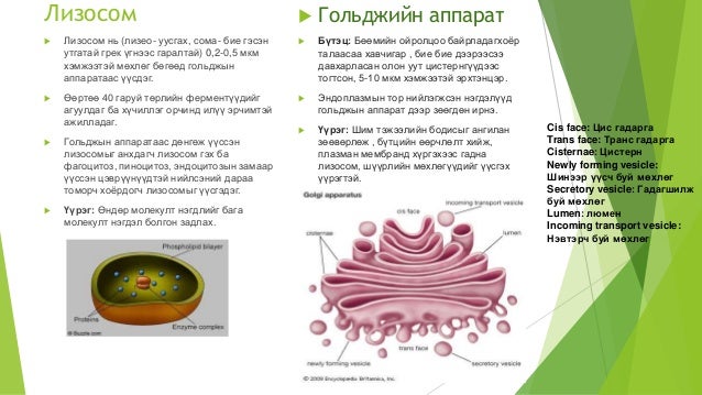 эсийн бүтэц