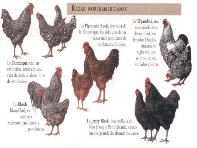 Razas gallinas
