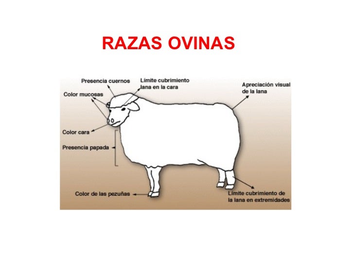Razas ovinas y caprinas pres