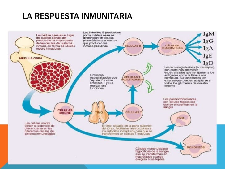 Reaccion de hipersensibilidad