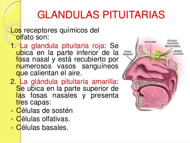 Receptores sensoriales