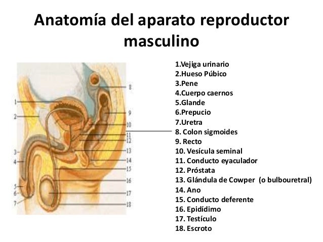 Sistema Reproductor