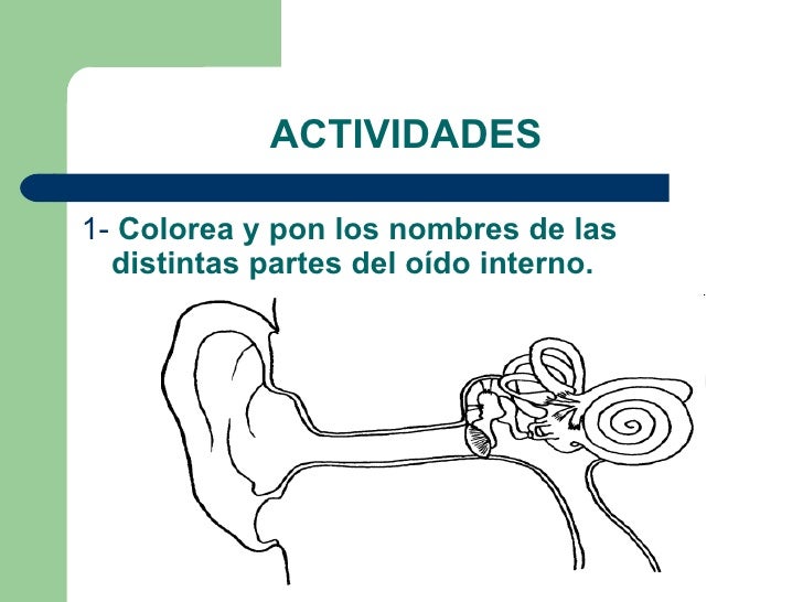 Dibujo para colorear partes del oido - Imagui Dibujo para colorear partes del oido - Imagui