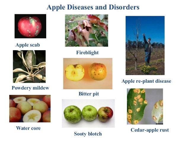 Pest management options/strategies for an apple orchard