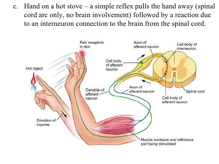the movements of muscles are mostly voluntary