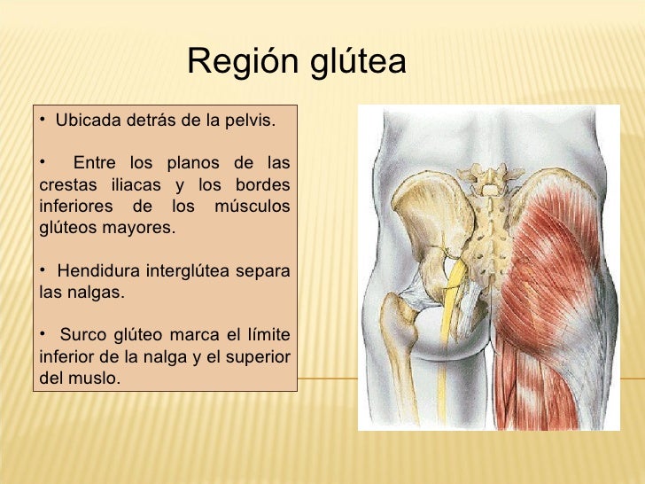 Regio glutea