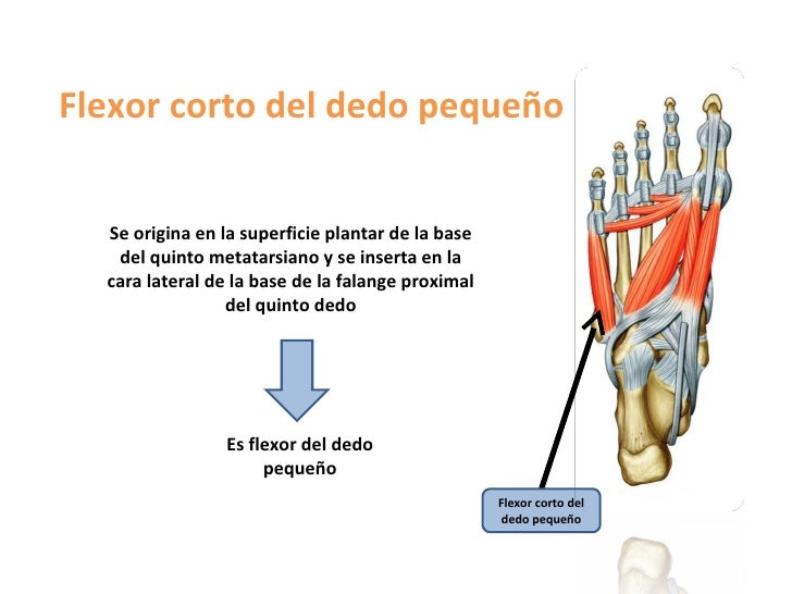 Region plantar