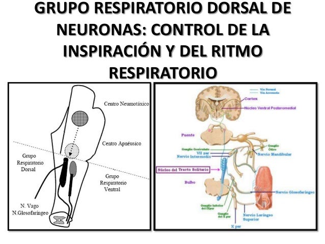Regulación de la respiración DIAPO