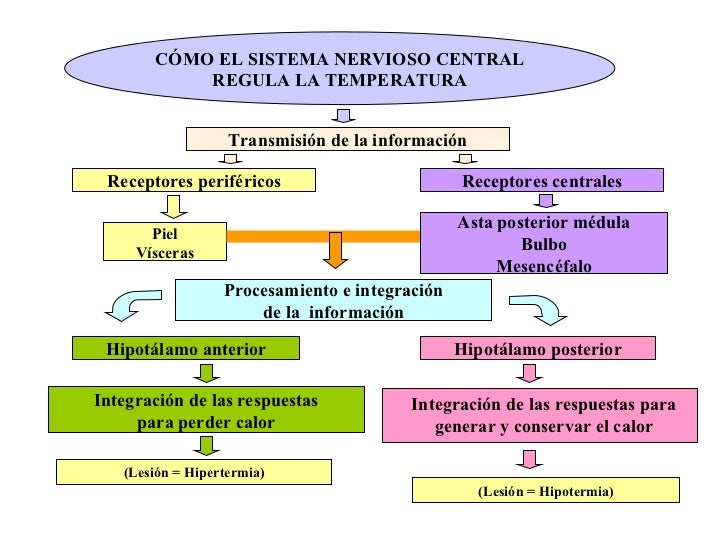 Mecanismos De Regulación De La Temperatura Corporal es.slideshare.net