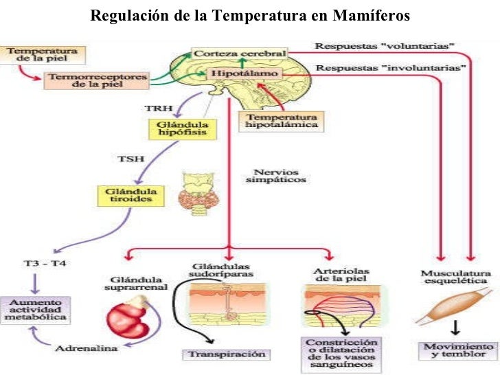 RegulacióN De La Temperatura