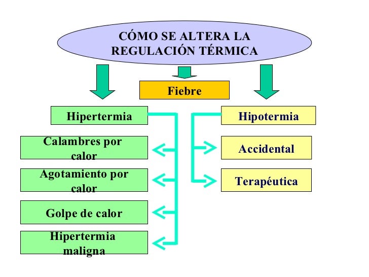 Esquema Del Mecanismo De Regulacion De La Temperatura