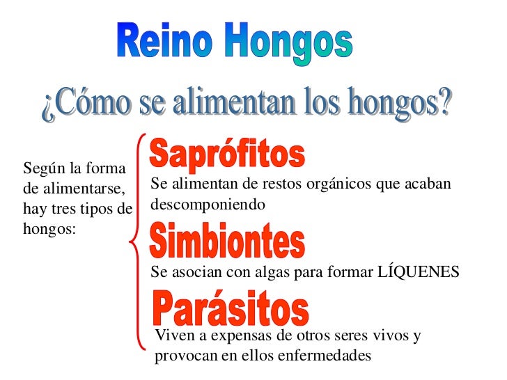 El hongo de las uñas el especialista