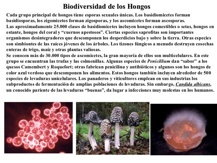 Que matar el hongo sobre las uñas el ajo