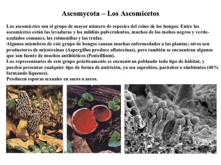 El hongo de la uña por el ajo