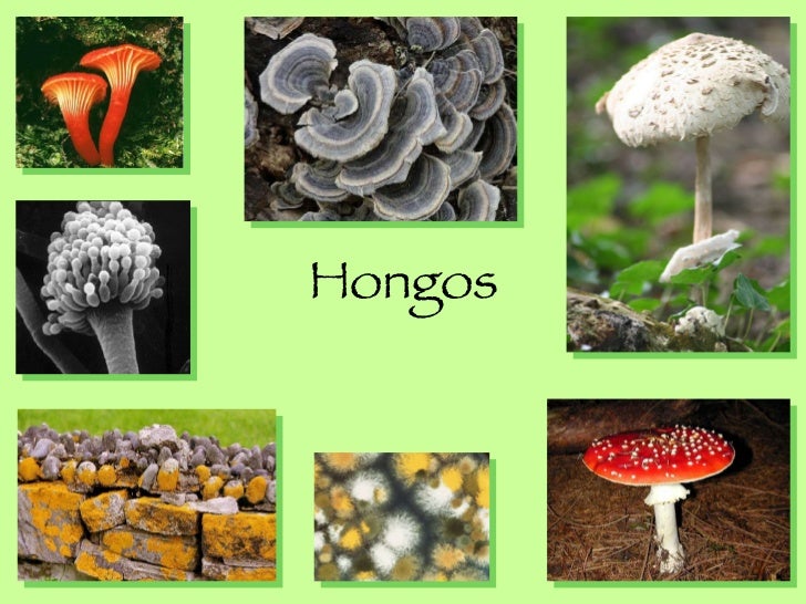El hongo bajo gelevym por la uña