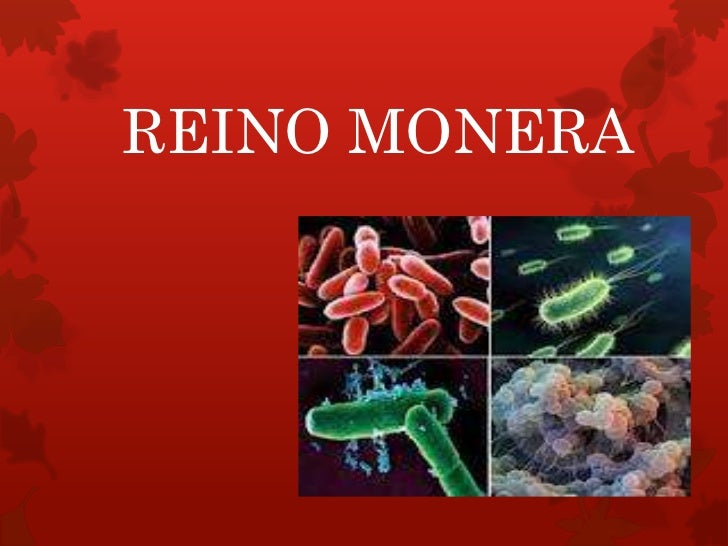 Reino Monera Aspectos Relacionados A Atividade Econômica