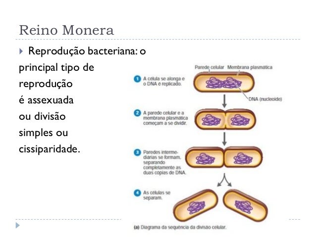 Reino monera
