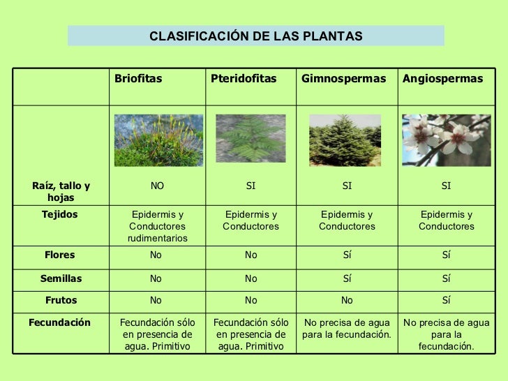 Reino plantas Reino plantas